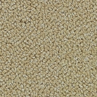 RADIANCE ALLURE R0002 GOLD LEAF